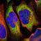 DANCE antibody, NBP1-90101, Novus Biologicals, Immunofluorescence image 