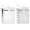 Pitrilysin Metallopeptidase 1 antibody, PA5-52340, Invitrogen Antibodies, Western Blot image 
