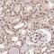 SAP30 Binding Protein antibody, NBP2-38685, Novus Biologicals, Immunohistochemistry paraffin image 