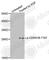 Cyclin Dependent Kinase Inhibitor 1B antibody, AP0328, ABclonal Technology, Western Blot image 