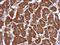 Angiopoietin Like 3 antibody, NBP2-15390, Novus Biologicals, Immunohistochemistry paraffin image 