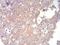 TOR antibody, NBP2-52513, Novus Biologicals, Immunohistochemistry paraffin image 