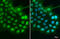 Cilia And Flagella Associated Protein 410 antibody, GTX119046, GeneTex, Immunofluorescence image 