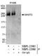 Microtubule Associated Serine/Threonine Kinase 2 antibody, NBP1-22985, Novus Biologicals, Immunoprecipitation image 