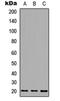 Isocitrate dehydrogenase [NADP], mitochondrial antibody, orb234877, Biorbyt, Western Blot image 