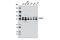 RAD18 E3 Ubiquitin Protein Ligase antibody, 9040S, Cell Signaling Technology, Western Blot image 
