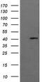 Mitogen-activated protein kinase 13 antibody, TA505780BM, Origene, Western Blot image 