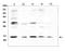 ISG15 Ubiquitin Like Modifier antibody, PB9951, Boster Biological Technology, Western Blot image 