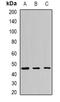 Forkhead Box A1 antibody, orb388238, Biorbyt, Western Blot image 