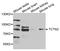 Tectonic Family Member 2 antibody, STJ110559, St John