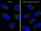 Microtubule Associated Protein 1 Light Chain 3 Alpha antibody, GTX17380, GeneTex, Immunofluorescence image 