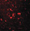 Beta-2-Microglobulin antibody, LS-B10120, Lifespan Biosciences, Immunofluorescence image 