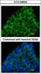 Bone Morphogenetic Protein 8a antibody, GTX108555, GeneTex, Immunofluorescence image 