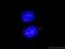 PWP2 Small Subunit Processome Component antibody, 11390-1-AP, Proteintech Group, Immunofluorescence image 
