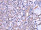 Thyroid hormone-inducible hepatic protein antibody, CSB-PA696718, Cusabio, Immunohistochemistry paraffin image 
