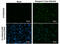 Dengue virus antibody, GTX629446, GeneTex, Immunofluorescence image 