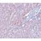 LYR motif-containing protein 1 antibody, LS-C108683, Lifespan Biosciences, Immunohistochemistry frozen image 