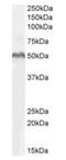 Lymphoid Enhancer Binding Factor 1 antibody, orb19285, Biorbyt, Western Blot image 