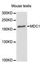 Mediator Of DNA Damage Checkpoint 1 antibody, STJ114587, St John