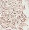 STAT5A antibody, FNab08303, FineTest, Immunohistochemistry frozen image 