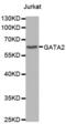 GATA Binding Protein 2 antibody, abx000897, Abbexa, Western Blot image 