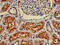 CD13 antibody, CSB-PA001827LA01HU, Cusabio, Immunohistochemistry frozen image 