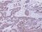 Eukaryotic Translation Initiation Factor 1A Y-Linked antibody, NBP2-14944, Novus Biologicals, Immunohistochemistry paraffin image 