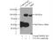 Unc-45 Myosin Chaperone A antibody, 15479-1-AP, Proteintech Group, Immunoprecipitation image 