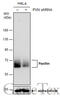Paxillin antibody, GTX132155, GeneTex, Western Blot image 