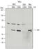 Jun Proto-Oncogene, AP-1 Transcription Factor Subunit antibody, MAB2670, R&D Systems, Western Blot image 