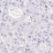 Zinc Finger Protein 689 antibody, HPA055385, Atlas Antibodies, Immunohistochemistry paraffin image 