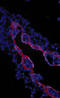Transforming Growth Factor Beta Receptor 3 antibody, AP05120PU-N, Origene, Immunohistochemistry paraffin image 