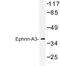 Ephrin A3 antibody, LS-C176779, Lifespan Biosciences, Western Blot image 