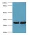 Tyrosine 3-Monooxygenase/Tryptophan 5-Monooxygenase Activation Protein Epsilon antibody, MBS7002934, MyBioSource, Western Blot image 