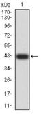 Anaphase-promoting complex subunit 1 antibody, NBP2-61887, Novus Biologicals, Western Blot image 