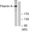 Filamin A antibody, LS-B7557, Lifespan Biosciences, Western Blot image 