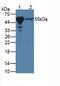 Peroxisome Proliferator Activated Receptor Gamma antibody, abx132033, Abbexa, Western Blot image 