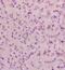 Cholinergic Receptor Muscarinic 2 antibody, orb10388, Biorbyt, Immunohistochemistry paraffin image 
