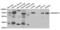 SWI/SNF Related, Matrix Associated, Actin Dependent Regulator Of Chromatin, Subfamily D, Member 1 antibody, abx004823, Abbexa, Western Blot image 