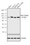 Catenin Alpha 2 antibody, MA5-14461, Invitrogen Antibodies, Western Blot image 