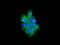 Tumor Protein, Translationally-Controlled 1 antibody, ab133568, Abcam, Immunofluorescence image 