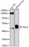 Mitochondrial E3 Ubiquitin Protein Ligase 1 antibody, LS-C748186, Lifespan Biosciences, Western Blot image 