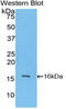 Lysozyme antibody, LS-C295233, Lifespan Biosciences, Western Blot image 