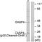 Caspase 4 antibody, LS-C121051, Lifespan Biosciences, Western Blot image 