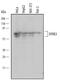 Dual Specificity Tyrosine Phosphorylation Regulated Kinase 3 antibody, MAB5409, R&D Systems, Western Blot image 