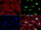 O-6-Methylguanine-DNA Methyltransferase antibody, LS-C799236, Lifespan Biosciences, Immunofluorescence image 