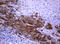 TNKS antibody, LS-C175667, Lifespan Biosciences, Immunohistochemistry paraffin image 