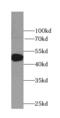 Adrenoceptor Alpha 2B antibody, FNab00179, FineTest, Western Blot image 