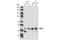 CAMP Responsive Element Binding Protein 1 antibody, 4820S, Cell Signaling Technology, Western Blot image 