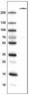 Von Willebrand Factor antibody, NBP2-34494, Novus Biologicals, Western Blot image 